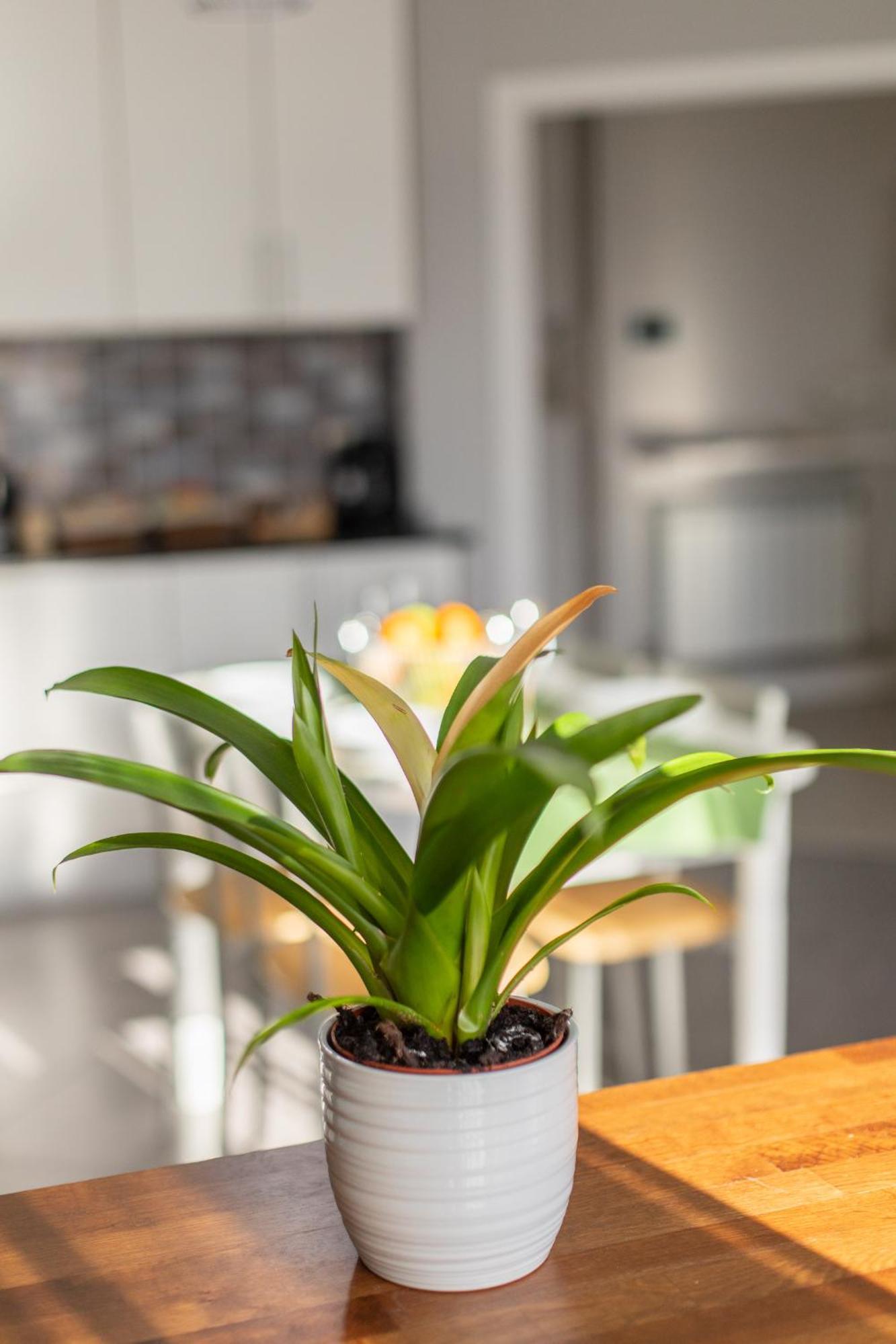 Veigas De Iria - Apartamento Turistico Vut Padron Luaran gambar